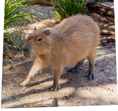 Capybara